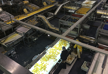 Alumnos de la asignatura de Industrialización de frutas y productos agrícolas visitan Planta de procesado Pentzke S.A., en San Felipe