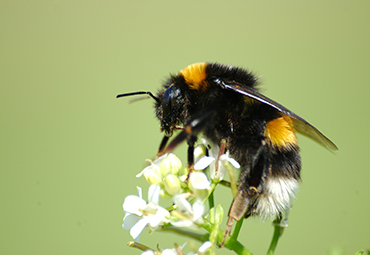 Académico PUCV forma parte de investigación que llama a frenar la importación de abejorro europeo