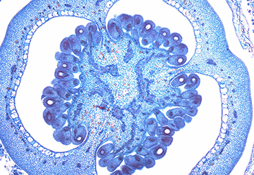 Módulo de histología resulta ganador del VI concurso de fotografía digital PUCV