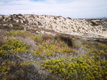 Las plantas de las dunas de Chile central