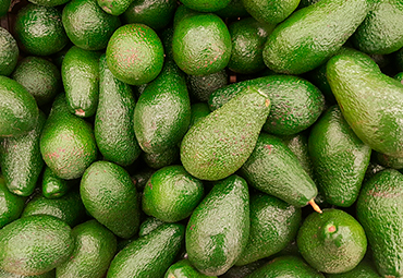 Director de la Escuela de Agronomía, Dr. Ricardo Cautín, participará en las "I Jornadas Internacionales del Aguacate Isla de La Palma" en España