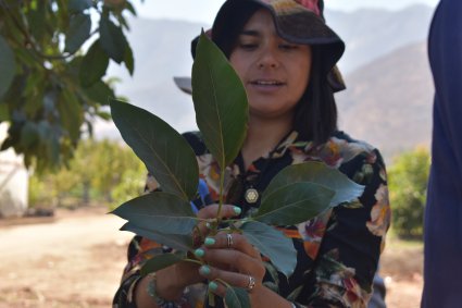 Productores brasileños visitan la Escuela de Agronomía para conocer sobre el desarrollo del cultivo de paltas en Chile