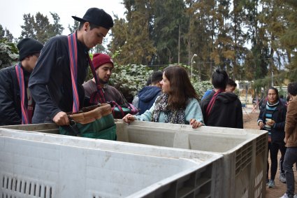 Estudiantes de primer año realizan actividad práctica cosechando kiwis de la Estación Experimental
