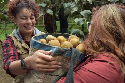 Estudiantes de primer año realizan actividad práctica cosechando kiwis de la Estación Experimental