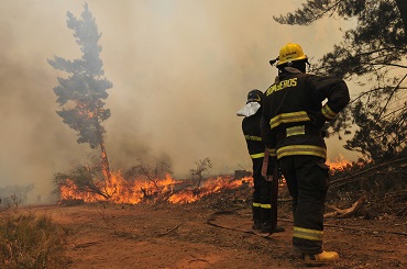 Cambio Climático y especies introducidas favorecen el desarrollo de incendios en la región