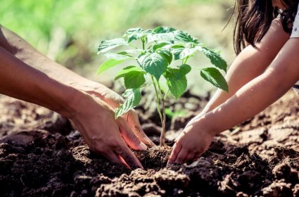 Actividad colaborativa: plantación de árboles y trekking