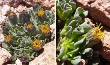 Integrantes del Laboratorio de Biogeografía, describen nueva especie de la Cordillera de Antofagasta