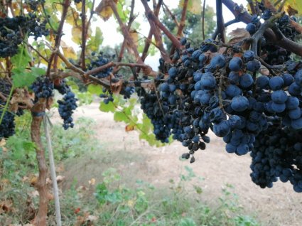 Escuela de Agronomía dona más de 200 kilos de uva a organizaciones benéficas de Quillota