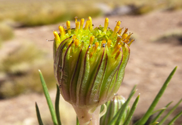 Investigadores del Instituto de Geografía de la PUCV descubren nueva especie floral en Atacama