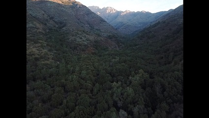 Científicos de la PUCV participan en recurso de Protección en apoyo a Contraloría ante tala de bosques nativos