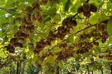 Grupo de investigadores del Instituto de Biología desarrolló mix biologico para combatir infecciones en plantaciones de Kiwi