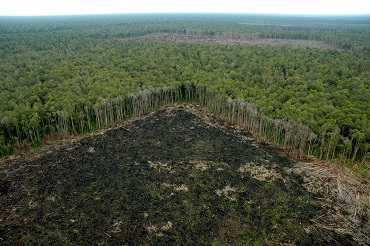 Deforestación, biodiversidad y nuevas enfermedades
