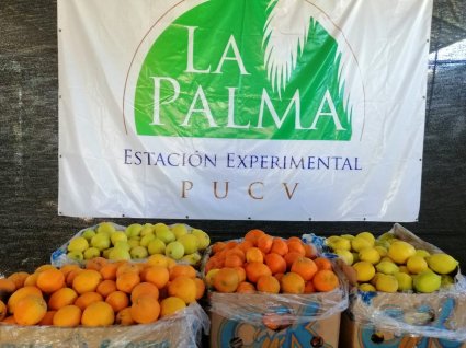Estación Experimental La Palma abastece periódicamente de cítricos a comedores solidarios de Quillota