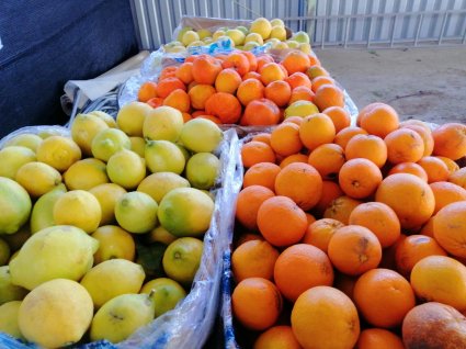 Estación Experimental La Palma abastece periódicamente de cítricos a comedores solidarios de Quillota