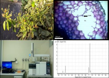 Profesores y estudiante de la escuela adjudican concurso de Investigación Interdisciplinaria de Pregrado VRIEA 2020