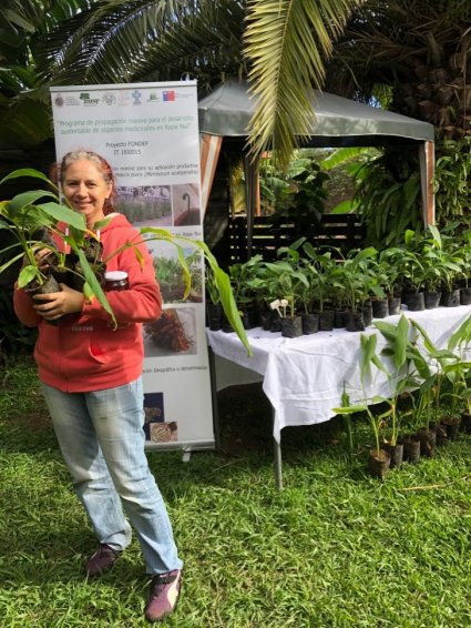 Programa de recuperación de importantes plantas nativas de Isla de Pascua continúa confirmando hitos de propagación, uso sustentable y trabajo con la comunidad