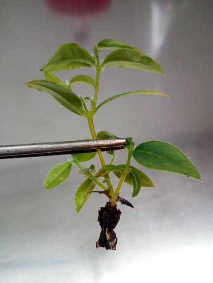 Ex alumno de la Escuela de Agronomía lidera proyecto sobre cultivo in vitro de boldo como alternativa de propagación sustentable