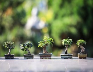Charla online de noviembre abordará introducción al cultivo del bonsái