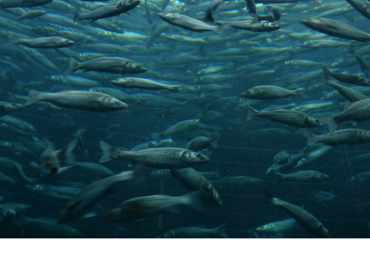 Equipo científico liderado por investigador PUCV implementa metodología para identificar estrategias de manejo en pesquerías de anchoveta y sardina