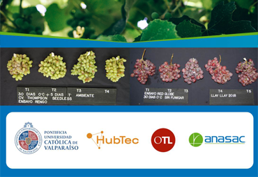 PUCV, Anasac y HubTec Chile firman contrato para seguir avanzando en desarrollo de biofungicida contra la pudrición de la uva de mesa