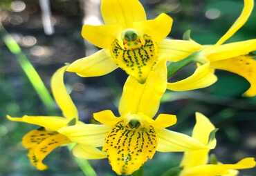 Último webinar del año organizado por la Escuela de Agronomía tratará sobre conservación de orquídeas chilenas
