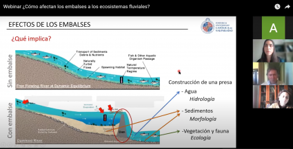 Académica Gemma Piqué expuso sobre ecosistemas fluviales y su relación con los embalses en webinar de abril