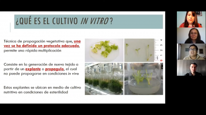 Red Nacional para la Conservación y Uso Sustentable de Flora Nativa de Chile dio inicio a sus actividades con charla sobre cultivo in vitro