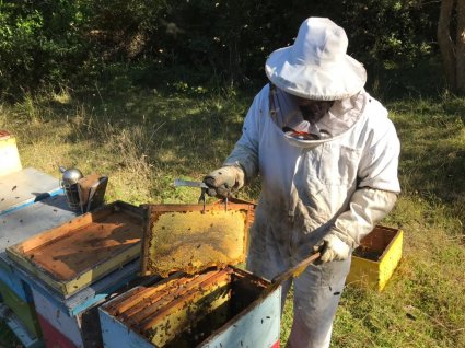 Investigación alerta sobre impacto del cambio climático en la abrupta caída de la producción de miel