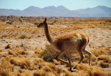 Investigadora PUCV publicó estudio sobre producción ganadera y conservación de herbívoros silvestres