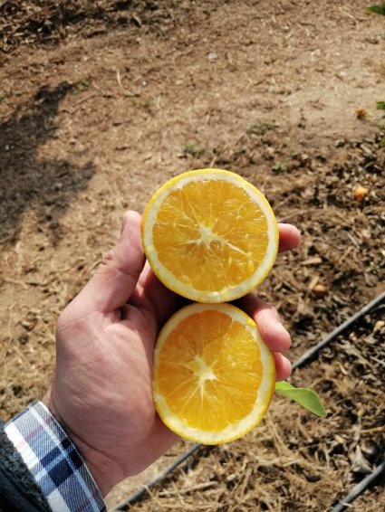 Estación Experimental La Palma realiza importante donación de naranjas a Fundación BanAmor