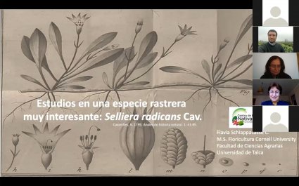 Interesante charla de la Red Nacional para la Conservación y Uso Sustentable de Flora Nativa abordó potencialidades de Selliera Radicans