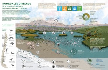 Infografías de Núcleo de Investigación en SbN de la PUCV explican importancia ecológica de árboles y humedales urbanos