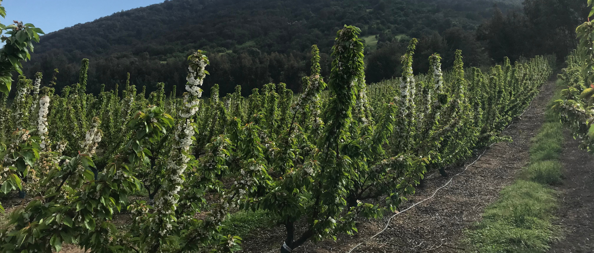 Columna de opinión profesor Juan Luis Celis en El Observador: “Cambio global y sostenibilidad agroalimentaria: una mirada posrevolución verde”