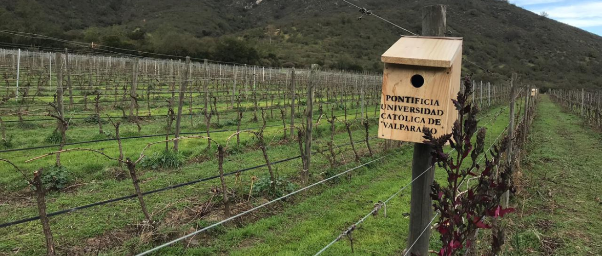 Reportaje El Mercurio de Valparaíso: Nuevas estrategias agronómicas para contextos desafiantes
