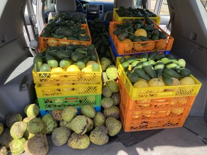 Escuela de Agronomía PUCV dona frutas a comedores solidarios de la Diócesis de Valparaíso