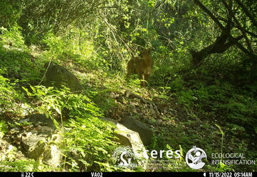 Cámara de laboratorio de Escuela de Agronomía PUCV captó a puma en bosque de Puchuncaví