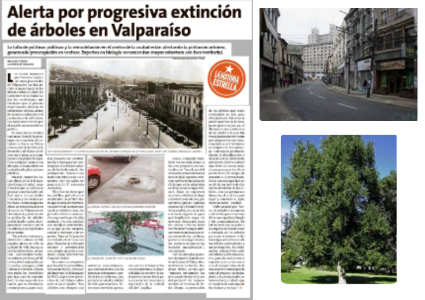 Alerta por progresiva extinción de árboles en Valparaíso