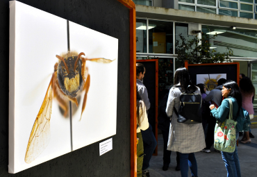 Instituto de Biología PUCV celebra aniversario junto al fascinante mundo de las abejas