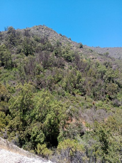 Investigadores/as nacionales e internacionales estrechan lazos para estudiar incendios y sequías en los ecosistemas mediterráneos de Chile Central.