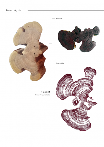 Dendrotypia, impresión de anillos de árboles.