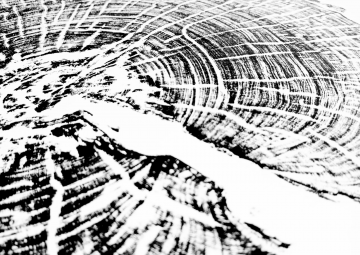 Dendrotypia, impresión de anillos de árboles.