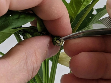 Tecnología chilena busca revolucionar el control de calidad en la producción de semillas