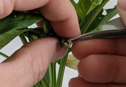 Tecnología chilena busca revolucionar el control de calidad en la producción de semillas