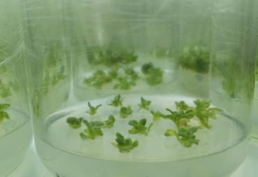 Quillota será sede de curso internacional sobre nuevas estrategias en mejoramiento genético de plantas ornamentales