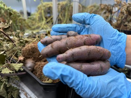 PUCV investiga cómo la agricultura vertical puede impactar atributos de calidad deseados en papas nativas de Chiloé